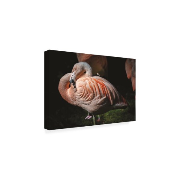 Kurt Shaffer 'Flamingo Study' Canvas Art,16x24